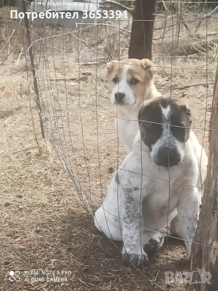 продавам средно азиатски овчарки алабай, снимка 1