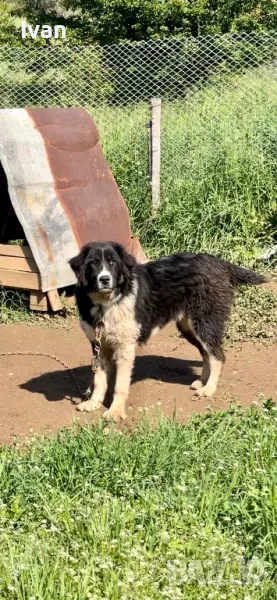 Женска каракачанка, снимка 1