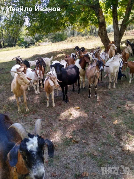 Продавам кози 10 броя, снимка 1