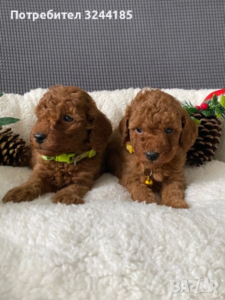 Той пуделчета , снимка 1