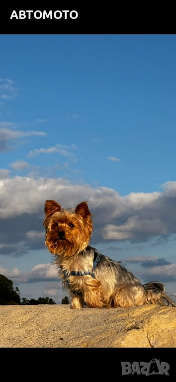 Йоркширски териер-Йорки, снимка 1