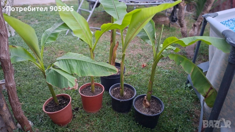 Студоустойчив банан, снимка 1