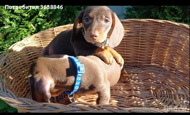 Мини дакел, снимка 1