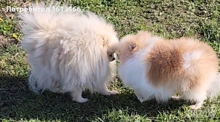 Миниатюрен мъжки померан с всички ваксини , снимка 1