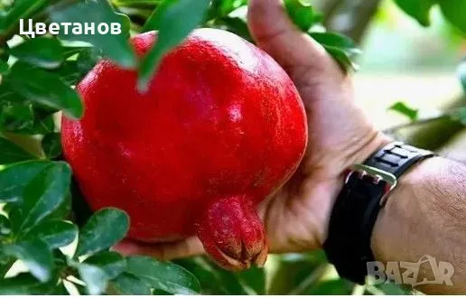 Нар сорт Ассо 126, снимка 1