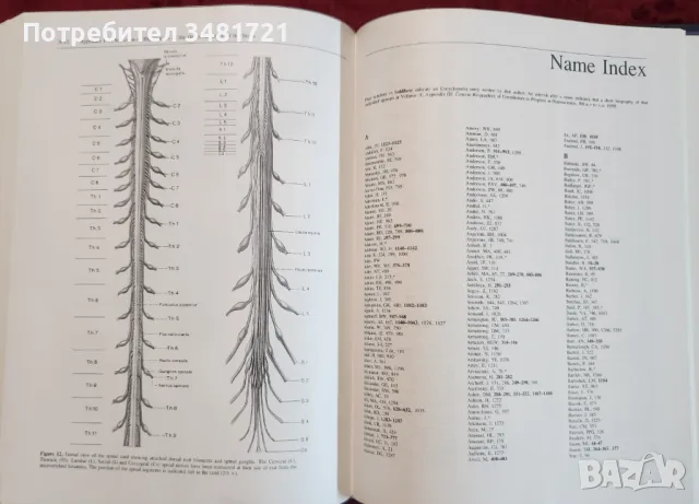 Голяма, двутомна енциклопедия на невронауките / Encyclopedia of Neuroscience Volume 1 and 2, снимка 8 - Специализирана литература - 48775123