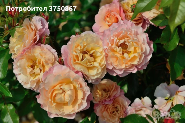 🌹 РОЗА 🌹 MARIE CURIE® Meilomit 🌹 , снимка 3 - Градински цветя и растения - 51162813