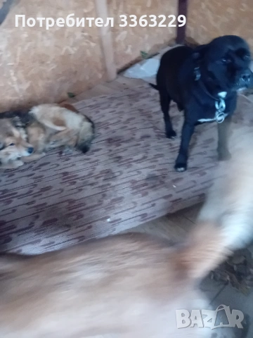 Продавам американски старфоршир бул тиреер