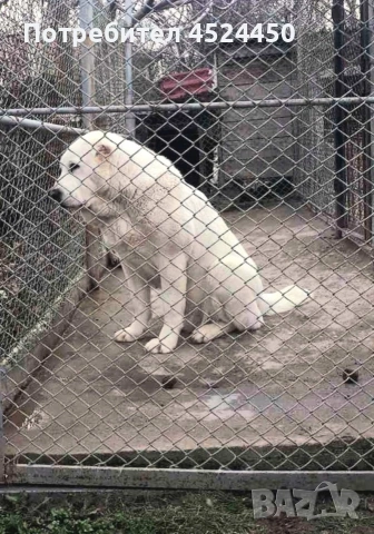 Продавам чистокръвно женско алабайче , снимка 4 - Алабай - 53420708