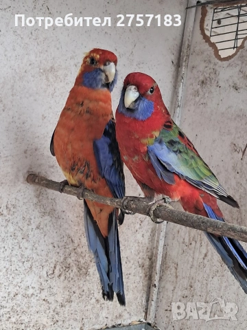 продавам пенатови розели, снимка 3 - Папагали - 54275588