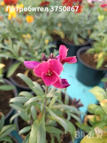 💚🩷💚 Шибой - Sugar Rush Mix, снимка 7 - Градински цветя и растения - 52084869