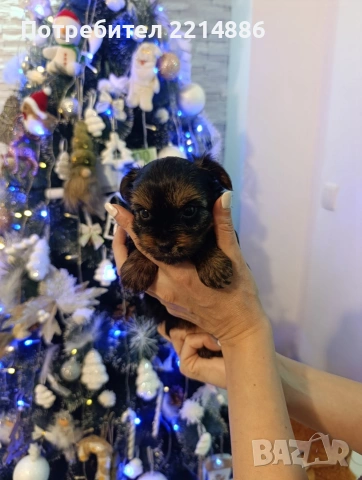 Мини йоркширски териери , снимка 2 - Йоркширски териер - 37413803