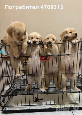 Голдън ретривър карамел момче, снимка 3 - Голдън ретривър - 53260030