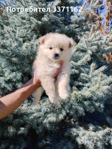 Померан , снимка 3 - Померан - 54151359