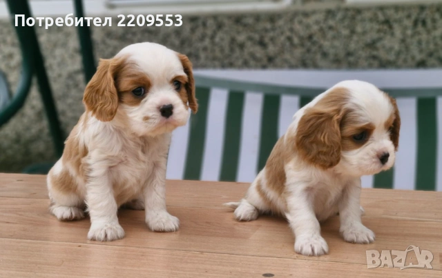 Кавалер Кинг Чарлз Шпаньол, снимка 4 - Кавалер кинг чарлз шпаньол - 54255713