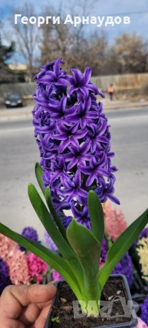 Зюмбюлл, снимка 2 - Градински цветя и растения - 53247943