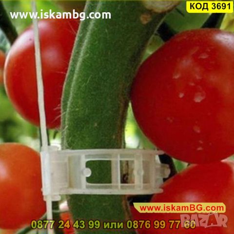 50 броя клипс за поддържане на домати и други растения - КОД 3691, снимка 2 - Други - 45340535