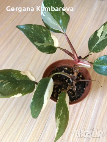 Philodendron Red Anderson , снимка 2 - Стайни растения - 47690436