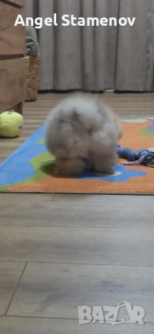 Померан,мини момиченца с родословие!, снимка 7 - Померан - 53208764