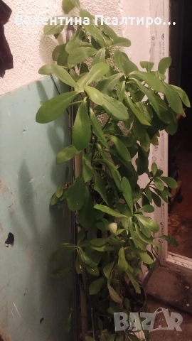 Каучуково дърво