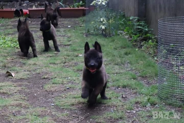 Белгийски овчарки-малиноа , снимка 9 - Белгийска овчарка - 51852914