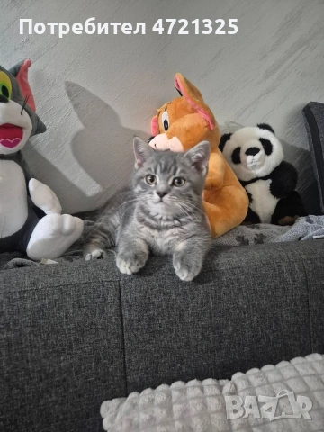 Британско таби. , снимка 8 - Британска късокосместа - 53250363