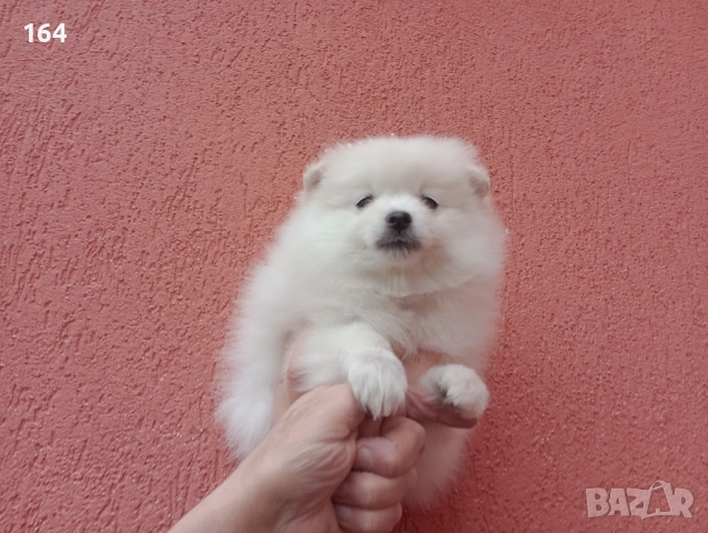 Мъжки бял Померан. Реални снимки от 01.02.26 г., снимка 2 - Померан - 53307577