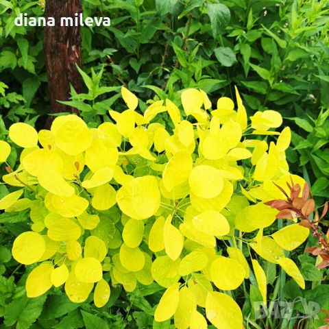 Жълта Смрадлика Златен Дух, Cotinus coggigria Golden Spirit, снимка 1 - Градински цветя и растения - 46447255