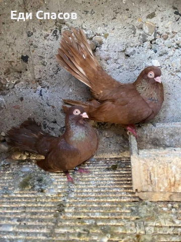 Продавам 2 чифта белослатенски гълъби, снимка 1