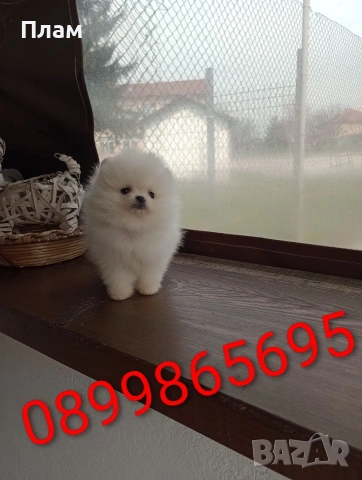 Чисто бели мини момче и момиче,Померани. , снимка 5 - Померан - 54058437