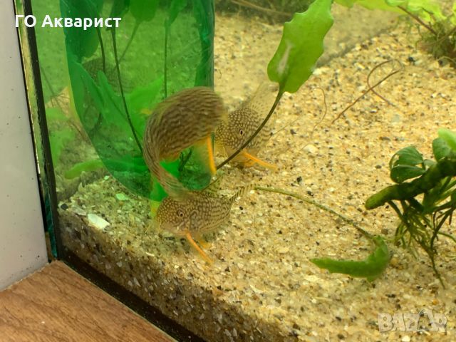 Коридорас Щербай / Corydoras Sterbai, снимка 3 - Рибки - 45625503