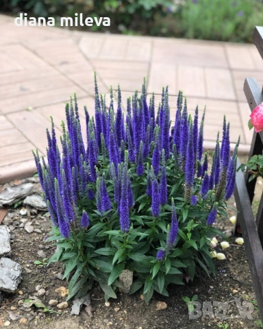 Вероника, Veronica spicata anniversary blue
