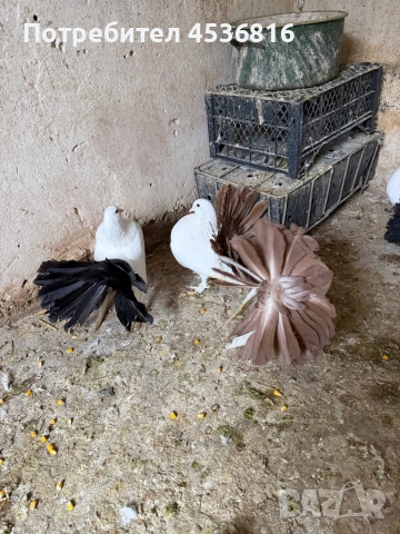 Продавам фенерлии, снимка 4 - Гълъби - 53898081