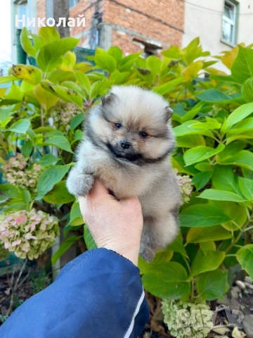 Померан мини момче. Померанче