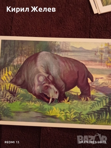 От ДЪЛБИНИТЕ на ВЕКОВЕТЕ фотографии редки за КОЛЕКЦИЯ ДЕКОРАЦИЯ 7416, снимка 4 - Колекции - 51882722