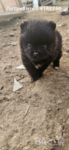 Мини Померанчета момчета , снимка 12 - Померан - 53836470