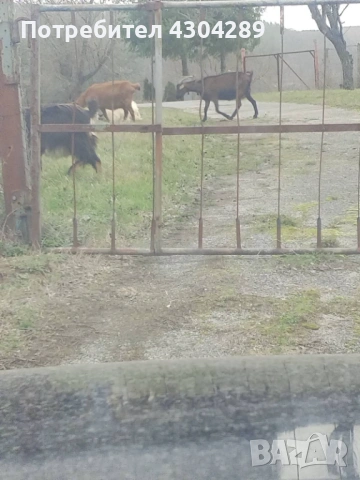 Продавам кози и ярета , снимка 4 - Кози - 53504595