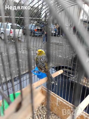 Канарчета  .2026