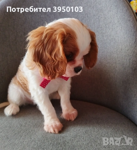 Кавалер Кинг Чарлз шпаньол, снимка 10 - Кавалер кинг чарлз шпаньол - 52918611