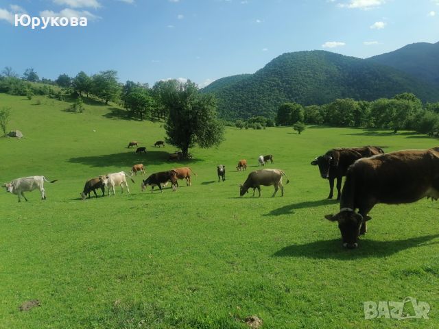 БИО Сирене От Сърцето На Родопите със уникален и неповторим вкус ! Животните са на паша, снимка 5 - Домашни продукти - 45602468