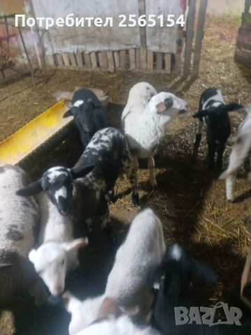 Продавам агнета, снимка 3 - Овце - 53939480