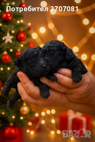 Черни мини пуделчета