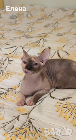 синеока женска Донски сфинкс с родословие, снимка 3 - Сфинксове - 52281360