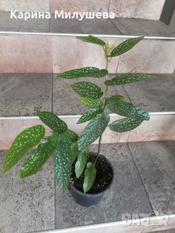 Продавам различни цветя, снимка 12 - Стайни растения - 19367768