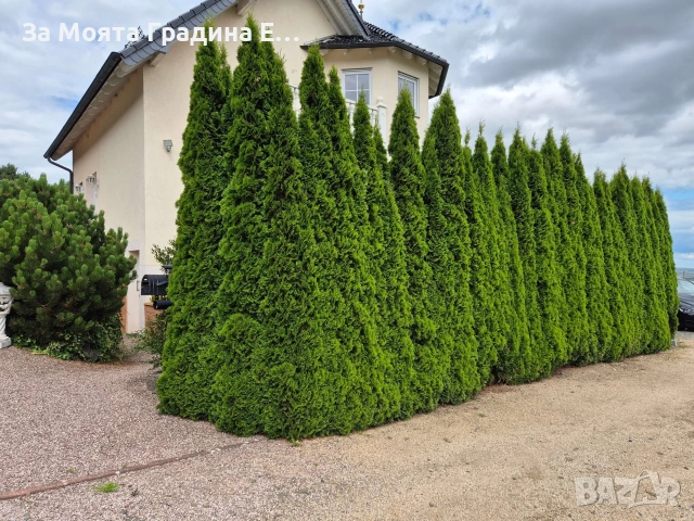 Западна Туя- Смарагд