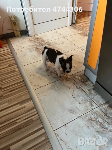 Френски булдочета (мъжки), снимка 5 - Френски булдог - 53571519