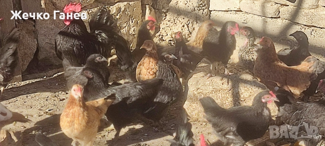 Декоративни кокошки, снимка 2 - други­ - 52264934
