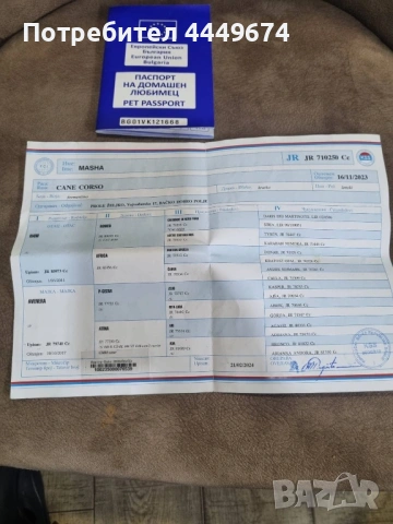 Кане корсо (ферментино), снимка 9 - Кане корсо - 54090889