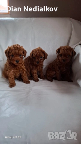 Той пудел / Теа Къп ., снимка 4 - Пудели - 53343824