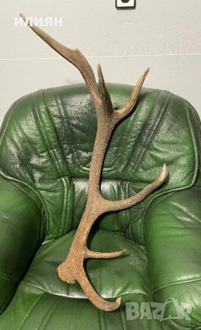 Рог елен 3, снимка 2 - Други ценни предмети - 53857357